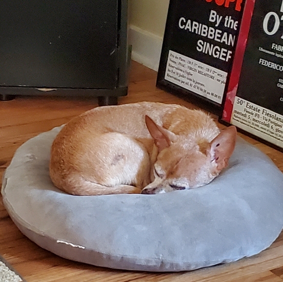 Meet your Posher, Feisty - Picture 2 of 2